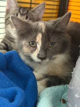 WEKA -  Domestic Short Hair Cat for Adoption in Hagerstown, Maryland - WEKA | PetCurious