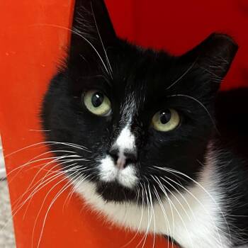 Rescue Tuxedo Cats for Adoption in Warren, Michigan - Tuxedo Toby! | PetCurious