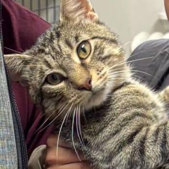 Wario -  Domestic Short Hair Cat for Adoption in New York, New York - Wario | PetCurious