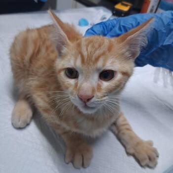 Spinx -  Domestic Short Hair Cat for Adoption in Summerville, South Carolina - Spinx | PetCurious