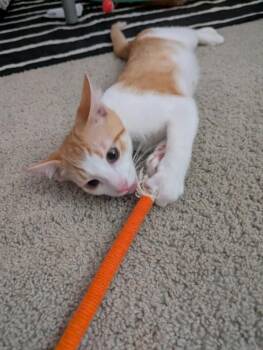 Chip 5217 -  Domestic Short Hair Cat for Adoption in Bonsall, California - Chip 5217 | PetCurious