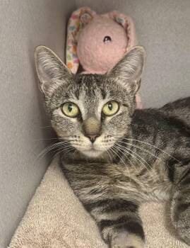 -Sydney -  Tabby and Domestic Short Hair Cat for Adoption in Red Bluff, California - -Sydney | PetCurious