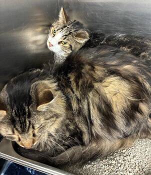Truitt -  Domestic Medium Hair Cat for Adoption in Hartsville, South Carolina - Truitt | PetCurious