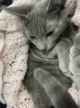Addie -  Domestic Short Hair Cat for Adoption in West Palm Beach, Florida - Addie | PetCurious