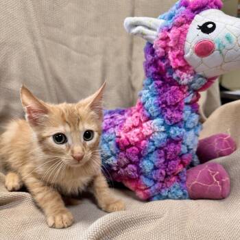 Domestic Short Hair Cats Available for Adoption in Columbus, North Carolina - Marmalade | PetCurious