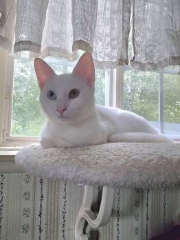 Finn -  Domestic Short Hair Cat for Adoption in Duxbury, Massachusetts - Finn | PetCurious