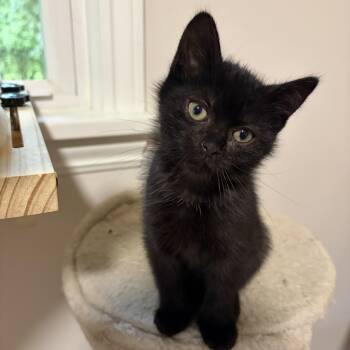 Goby -  Domestic Short Hair Cat for Adoption in Victor, New York - Goby | PetCurious