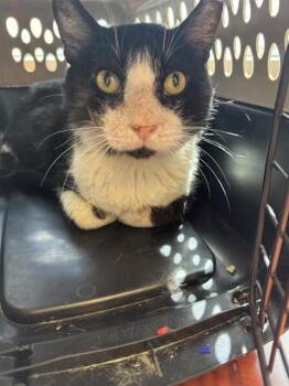 Rescue Domestic Short Hair Cats for Adoption in San Antonio, Texas - DADDY | PetCurious