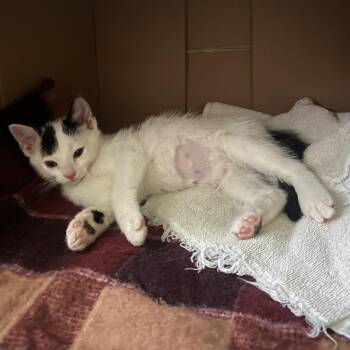 Domestic Short Hair Cats Available for Adoption in South Burlington, Vermont - Netflix | PetCurious