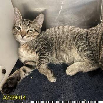 Claudio -  Domestic Short Hair Cat for Adoption in West Palm Beach, Florida - Claudio | PetCurious