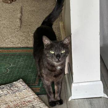 Domestic Short Hair Cats Available for Adoption - Noble | PetCurious