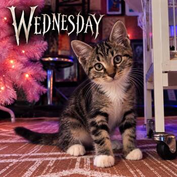 Wednesday -  Domestic Short Hair Cat for Adoption - Wednesday | PetCurious