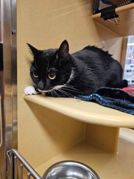Pantera -  Domestic Short Hair Cat for Adoption in Salisbury, North Carolina - Pantera | PetCurious