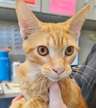 Tony -  Domestic Short Hair Cat for Adoption in Lafayette, Indiana - Tony | PetCurious