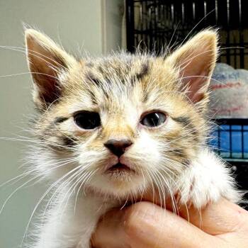 Domestic Short Hair Cats Available for Adoption in Bulverde, Texas - Royal | PetCurious