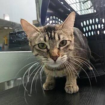 Betty -  Domestic Short Hair Cat for Adoption in Lakewood, Colorado - Betty | PetCurious