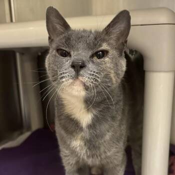 Muggsy -  Domestic Short Hair Cat for Adoption in Walnut Creek, California - Muggsy | PetCurious