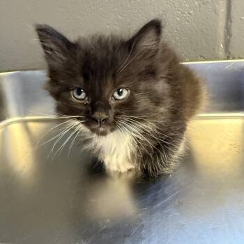 TUSC-Stray-84654 -  Domestic Medium Hair Cat for Adoption in Tuscaloosa, Alabama - TUSC-Stray-84654 | PetCurious