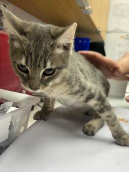 Doug -  Domestic Short Hair Cat for Adoption in Hartsville, South Carolina - Doug | PetCurious