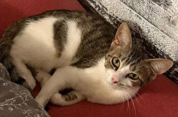 Peper -  PSP Foster Home -  Domestic Short Hair Cat for Adoption in Oakland Park, Florida - Peper -  PSP Foster Home | PetCurious