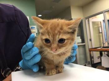 CLAIRE -  Domestic Short Hair Cat for Adoption in Riverside, California - CLAIRE | PetCurious