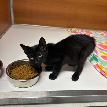 Rescue Domestic Short Hair Cats for Adoption in Madisonville, Kentucky - Twitch | PetCurious