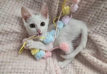 Rosalee -  Domestic Short Hair Cat for Adoption in San Antonio, Texas - Rosalee | PetCurious