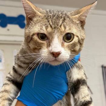 Plinko -  Domestic Short Hair Cat for Adoption in Edinburg, Texas - Plinko | PetCurious