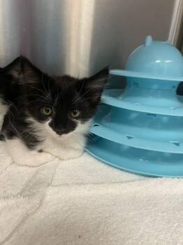Purah -  Domestic Short Hair Cat for Adoption in Roseville, California - Purah | PetCurious