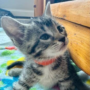 Forelle -  Domestic Short Hair Cat for Adoption in Cumming, Georgia - Forelle | PetCurious