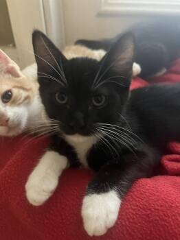 Grant -  American Shorthair Cat for Adoption in Tampa, Florida - Grant | PetCurious