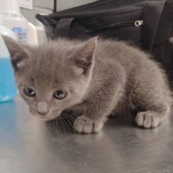 Gorgonzola -  Domestic Short Hair Cat for Adoption in Allentown, Pennsylvania - Gorgonzola | PetCurious