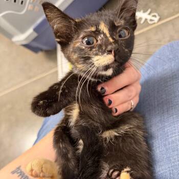 Earth -  Domestic Short Hair Cat for Adoption in Dickinson, Texas - Earth | PetCurious