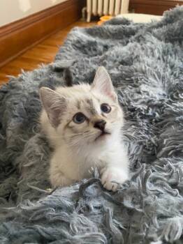 Francis (FeLV+) -  Siamese Cat for Adoption in Minneapolis, Minnesota - Francis (FeLV+) | PetCurious