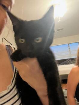 Purrfessor -  Bombay Cat for Adoption in Anthem, Arizona - Purrfessor | PetCurious