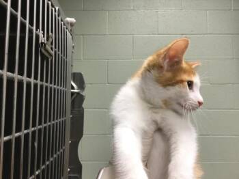 Domestic Short Hair Cats Available for Adoption - GELATO | PetCurious