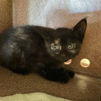 Domestic Short Hair Cats Available for Adoption in Pasadena, California - Orange Collar | PetCurious
