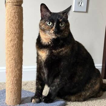 Dorothy (and Desmond) -  Domestic Short Hair Cat for Adoption in Cincinnati, Ohio - Dorothy (and Desmond) | PetCurious