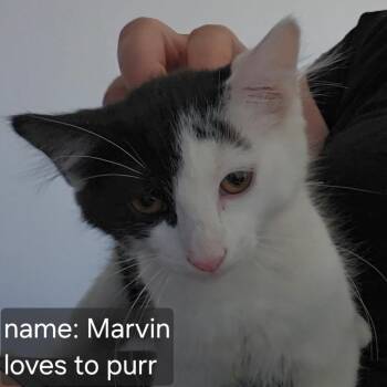 Uncle Marvin -  Domestic Short Hair Cat for Adoption in Eagle Mountain, Utah - Uncle Marvin | PetCurious