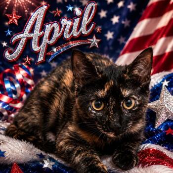 April -  Domestic Short Hair Cat for Adoption in NEW PT RICHEY, Florida - April | PetCurious