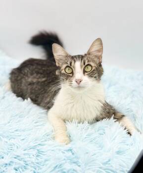 Flutter -  Domestic Long Hair Cat for Adoption in Covington, Louisiana - Flutter | PetCurious