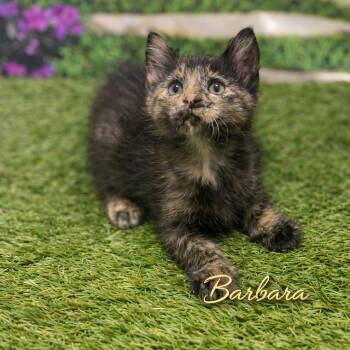Barbara -  Domestic Short Hair Cat Available for Adoption in Charlotte, North Carolina - Barbara | PetCurious
