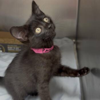 Pat -  Domestic Short Hair Cat for Adoption in Chattanooga, Tennessee - Pat | PetCurious