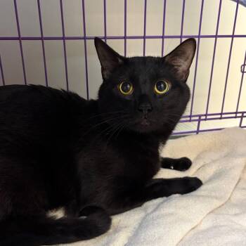 Simba -  Domestic Short Hair Cat for Adoption in Bedford, New Hampshire - Simba | PetCurious