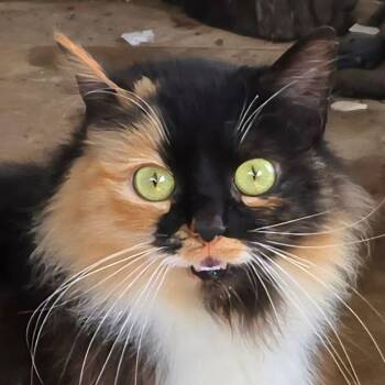 Calico and Domestic Long Hair Cats Available for Adoption - Fanny Fay | PetCurious