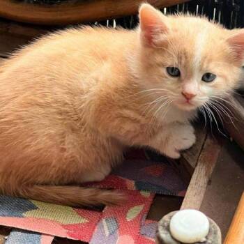 Taquito -  Domestic Short Hair Cat for Adoption in Toronto, Ontario - Taquito | PetCurious