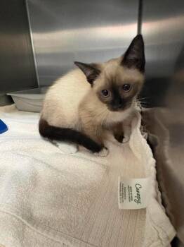 Maddi -  Snowshoe Cat for Adoption in Burgaw, North Carolina - Maddi | PetCurious