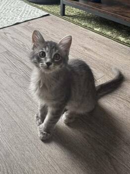 Salt 2 -  Domestic Medium Hair Cat Available for Adoption in Tucson, Arizona - Salt 2 | PetCurious