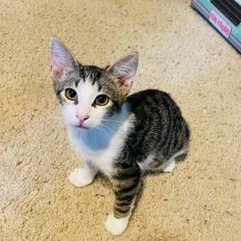 Timber -  Domestic Short Hair Cat for Adoption in Plainfield, Illinois - Timber | PetCurious