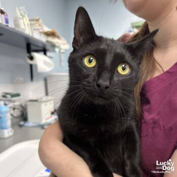 Domestic Short Hair Cats Available for Adoption in Washington, District Of Columbia - Moon | PetCurious